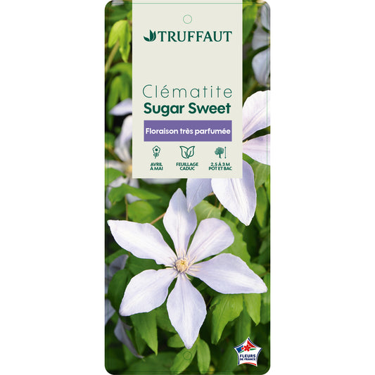  Clematis 'Sugar Sweet': Pot 3L
