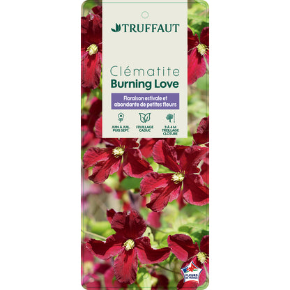  Clematis 'Burning Love':pot 6L
