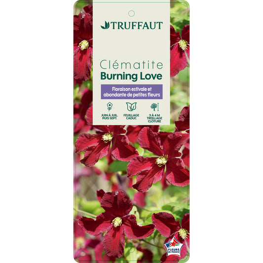  Clematis 'Burning Love':pot 6L