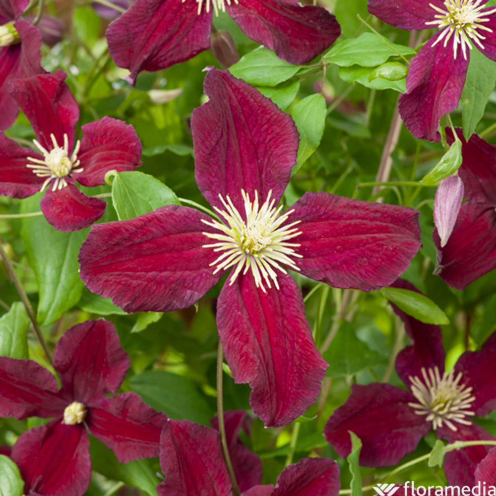  Clematis 'Burning Love':pot 6L