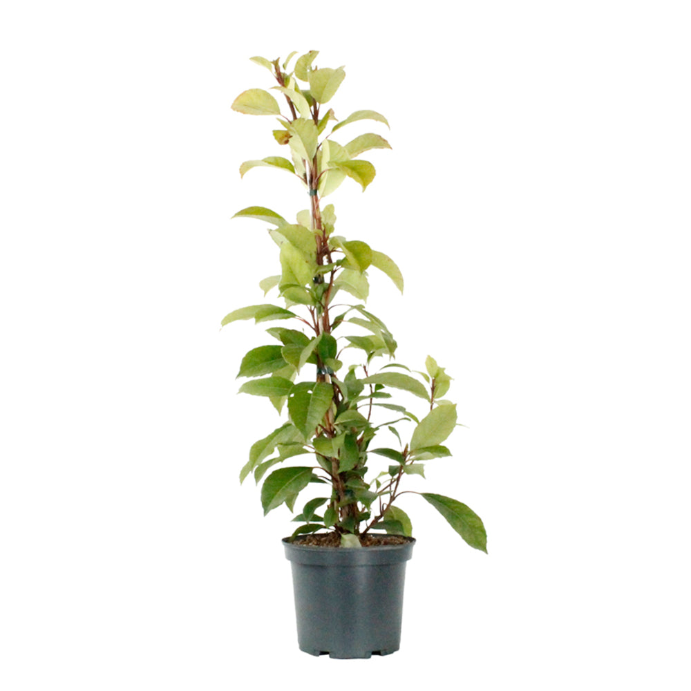  Hydrangea Seemanii : Pot 3L