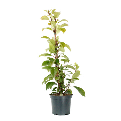  Hydrangea Seemanii : Pot 3L
