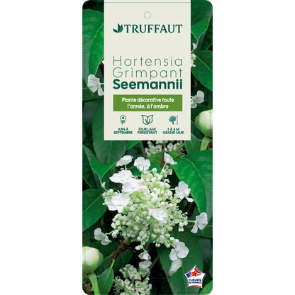  Hydrangea Seemanii : Pot 3L