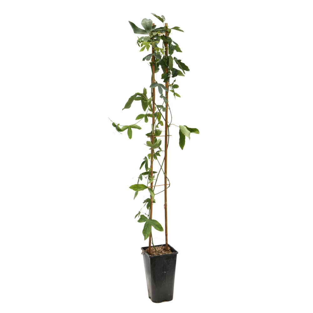  Passiflora 'Damsel's Delight: Pot 3L