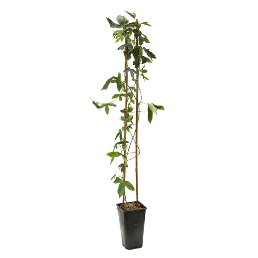  Passiflora 'Damsel's Delight: Pot 3L