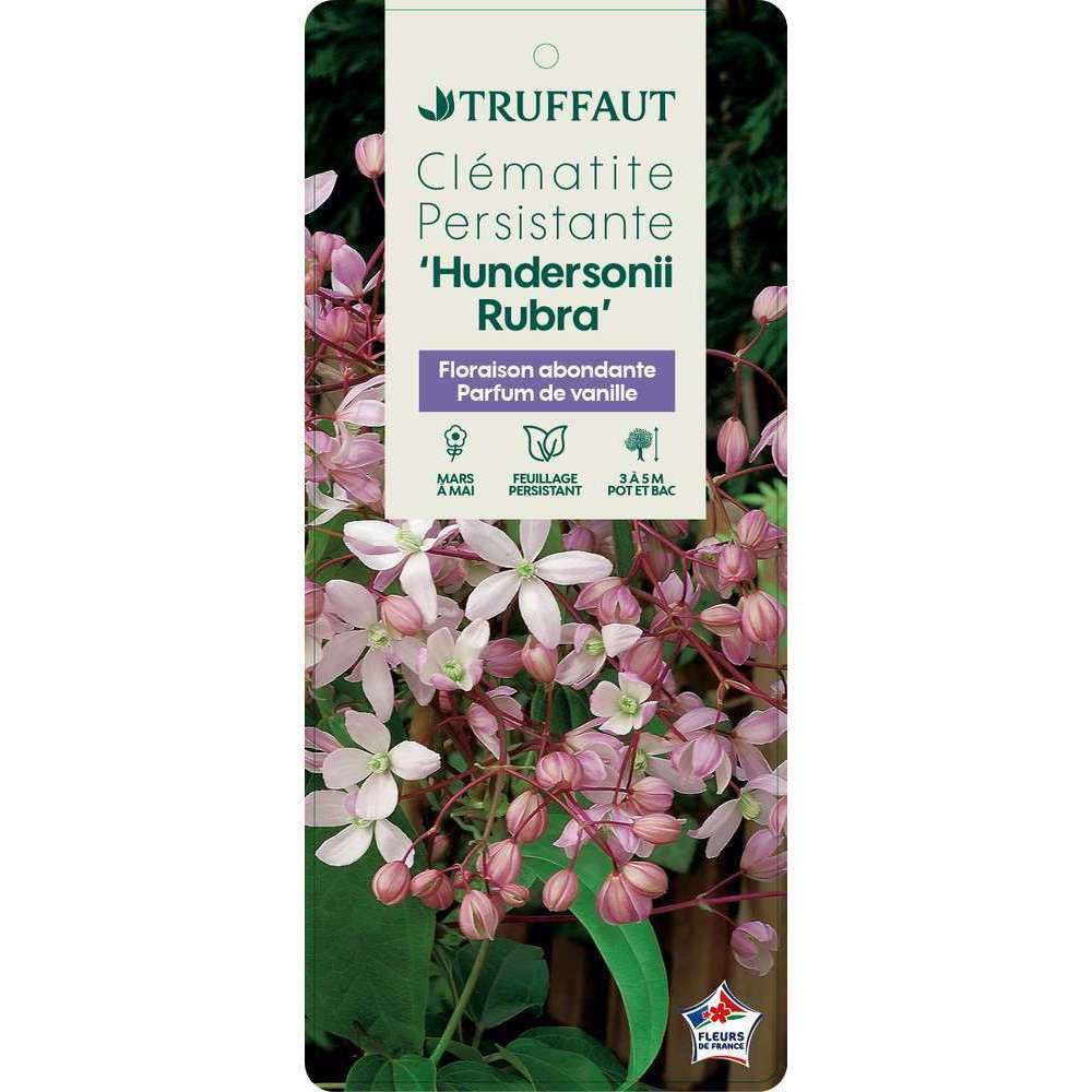  Clematis 'Hundersonii Rubra': Pot 3L
