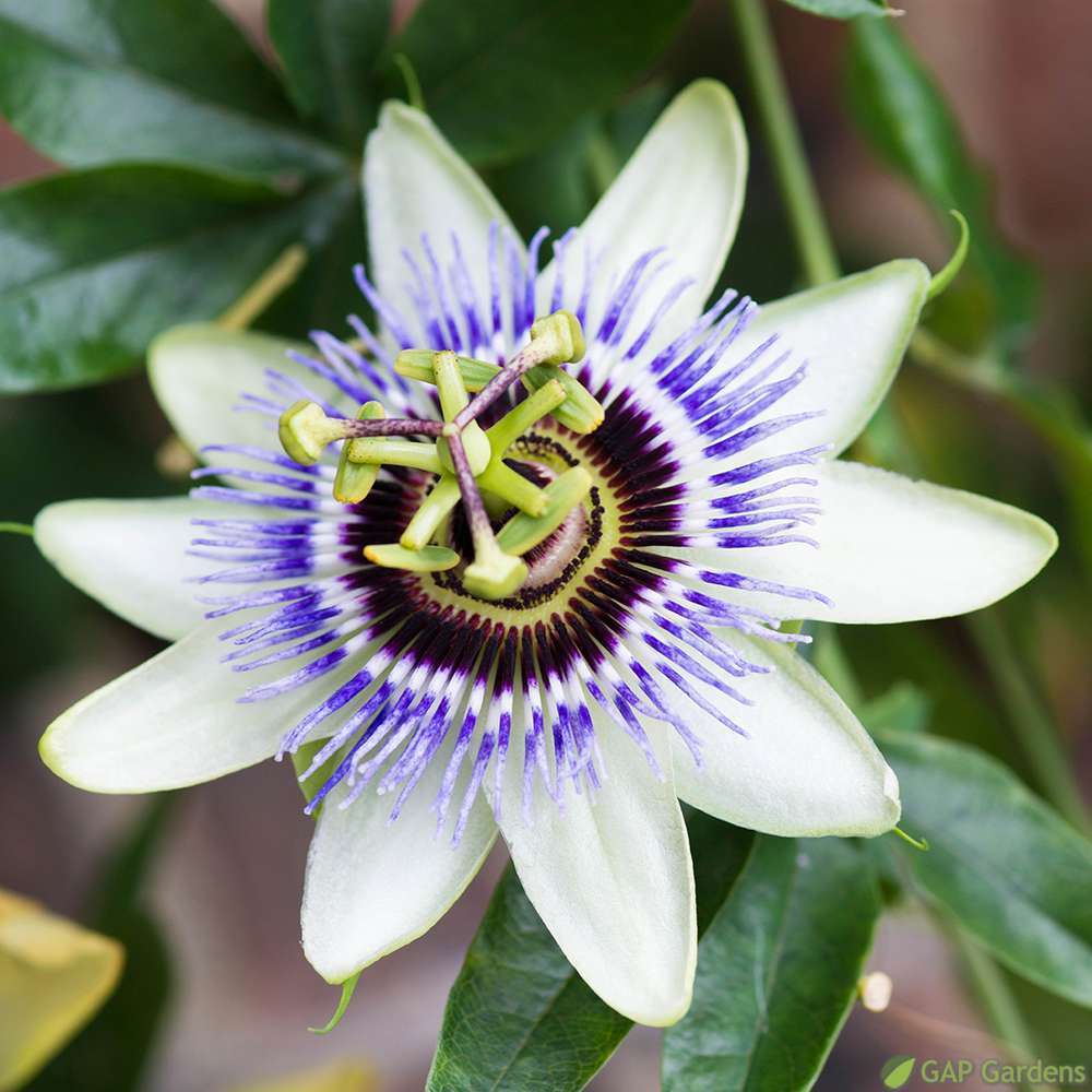  Passiflora 'Clear Sky'® :pot 6L