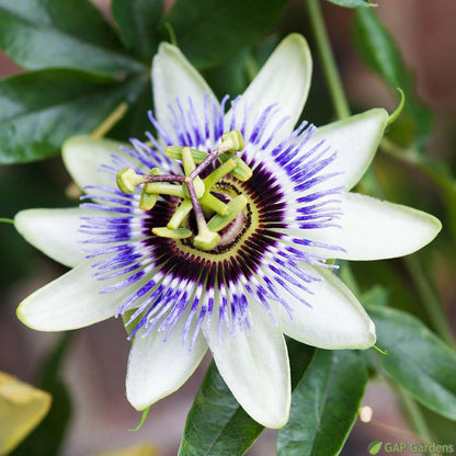  Passiflora 'Clear Sky'® :pot 6L