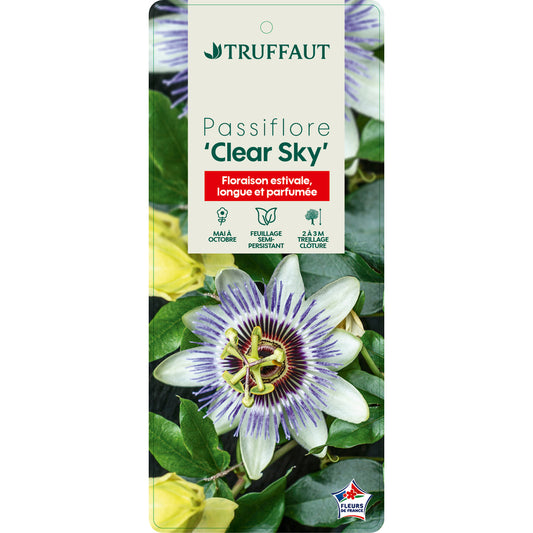  Passiflora 'Clear Sky'® :pot 6L