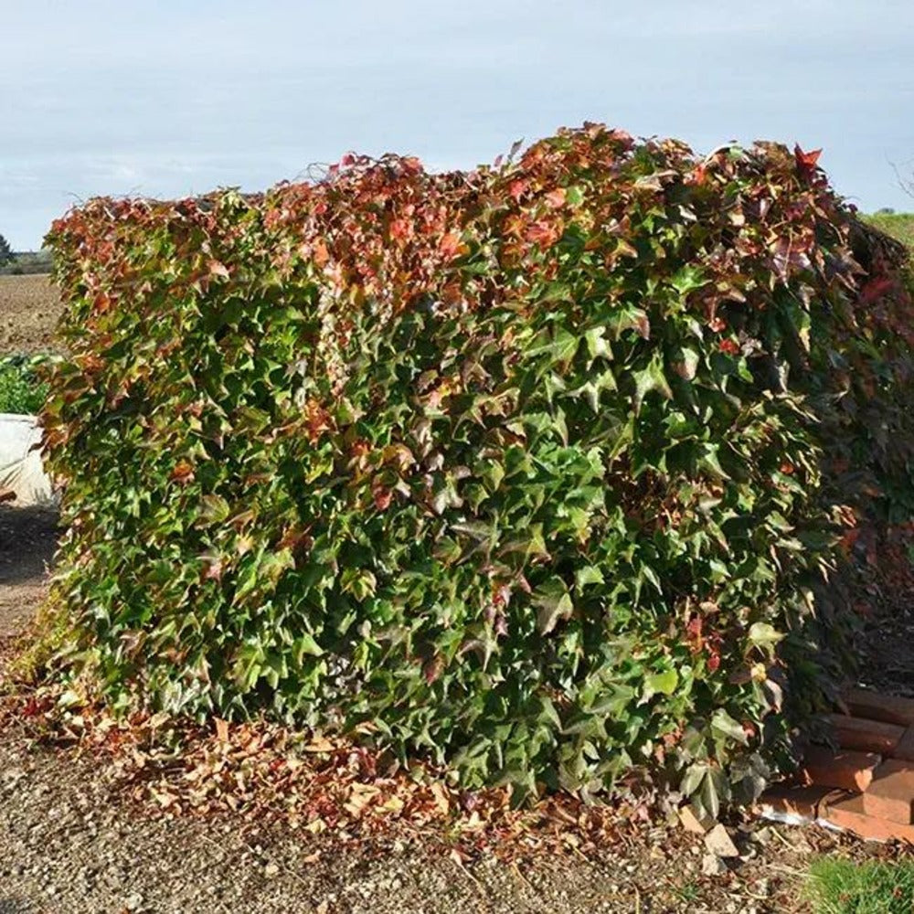  Vigne Vierge Japonaise'minutifolia' - Parthenocissus 3l - 60/90cm