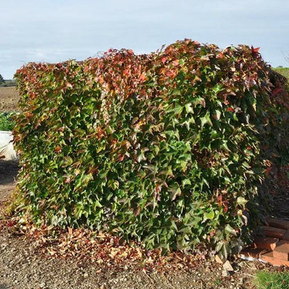  Vigne Vierge Japonaise'minutifolia' - Parthenocissus 3l - 60/90cm