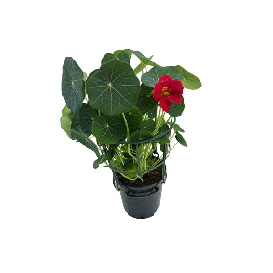  Capucine 'Baby' : Pot 0,5L
