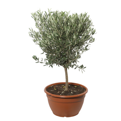  Olivier (Olea Europaea) : Coupe D45cm