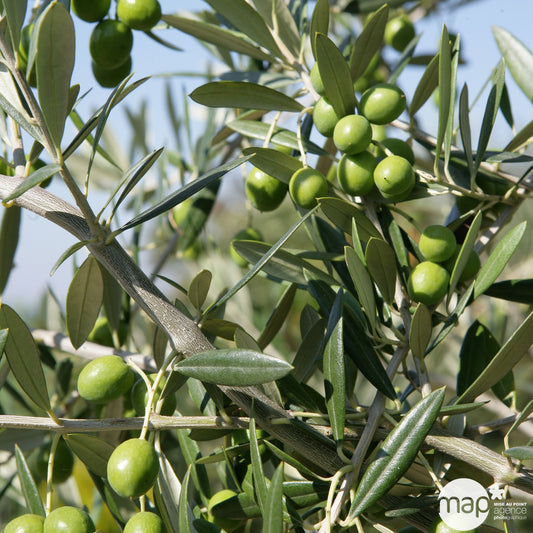  Olivier (Olea Europaea) : Coupe D45cm