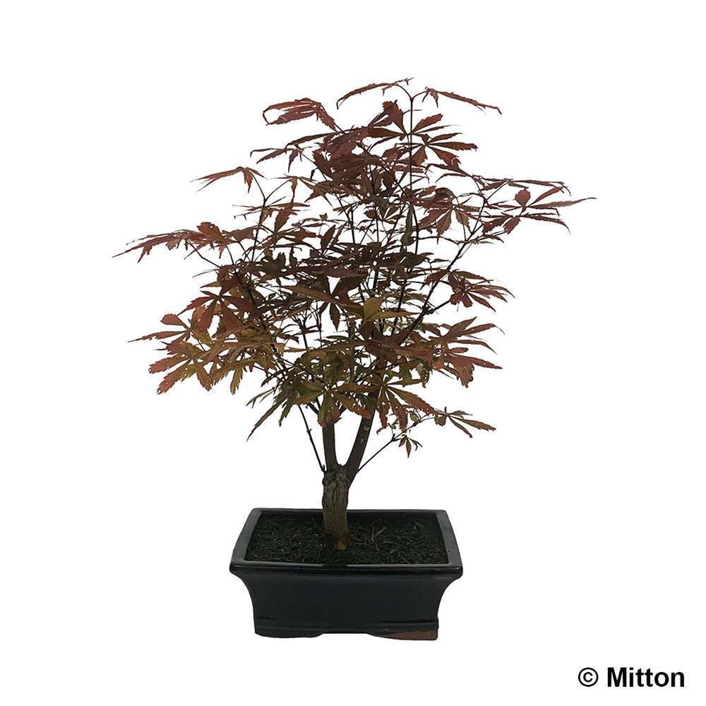  Acer Palmatum 'Atropurpureum' 8/9 D'âge