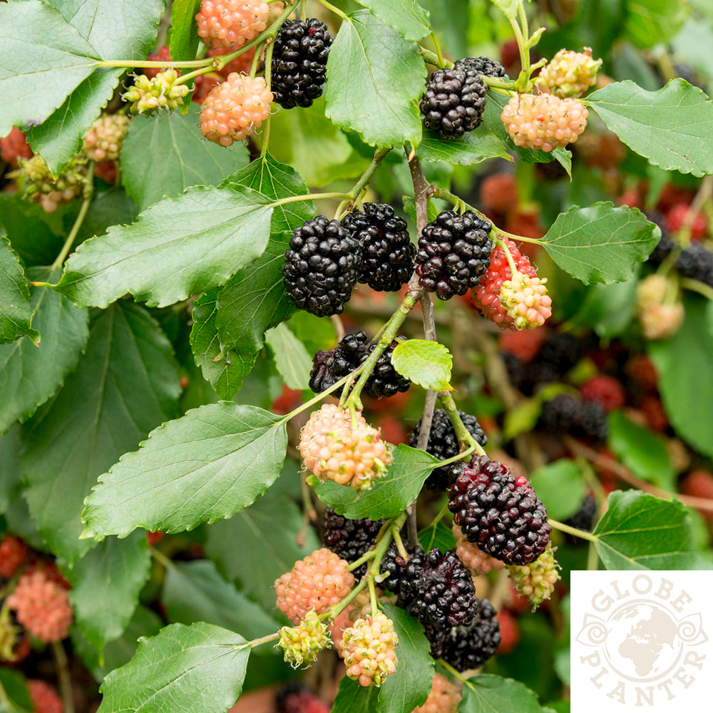  Morus Rotundifolia Mojo Berry : Pot 3L