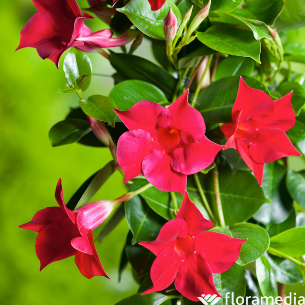  Dipladenia Hybride, H90cm, Pot D19cm