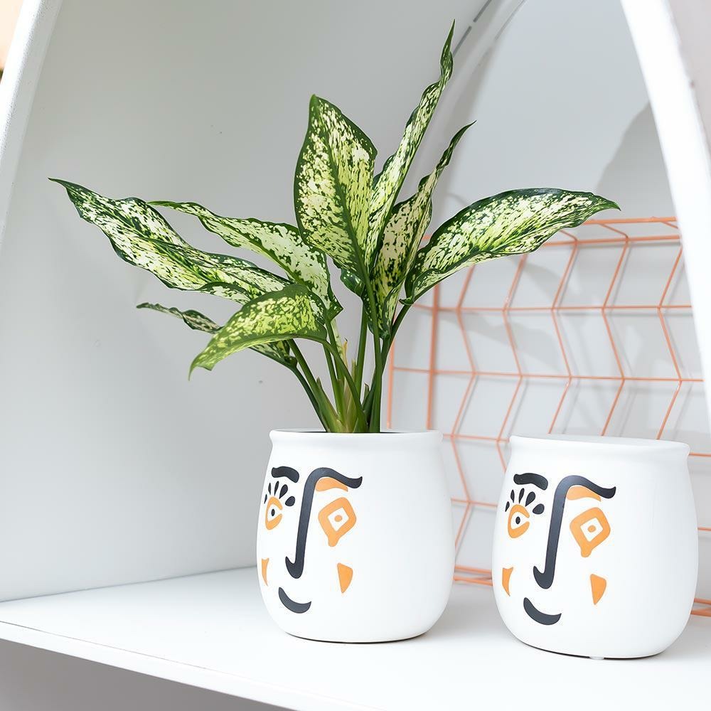  Plante Verte - Aglaonema Lipstick Green - H25cm, ø9cm - Plante D'intérieur