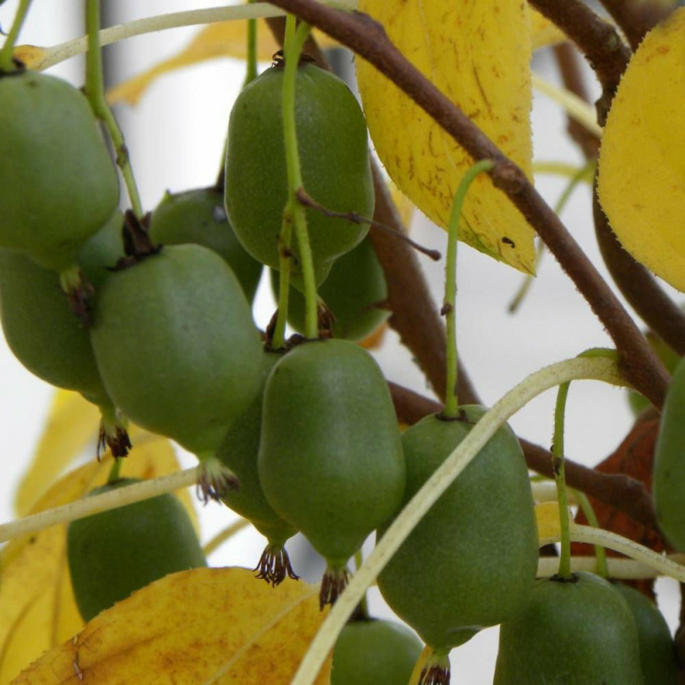  Kiwi De Sibérie Arguta Issaï (autofertile)/[-]pot De 3l - Echelle Bambou 60/120 Cm