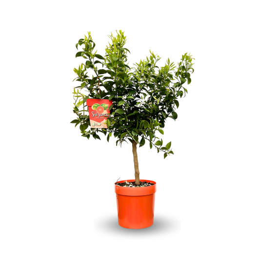  Mandarinier Satsuma - Agrume Méditerranéen - Arbre Fruitier - ↕ 75-85 Cm - ⌀ 22 Cm - Résiste Au Gel