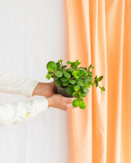  Peperomia Hope 15cm - Plante D'intérieur