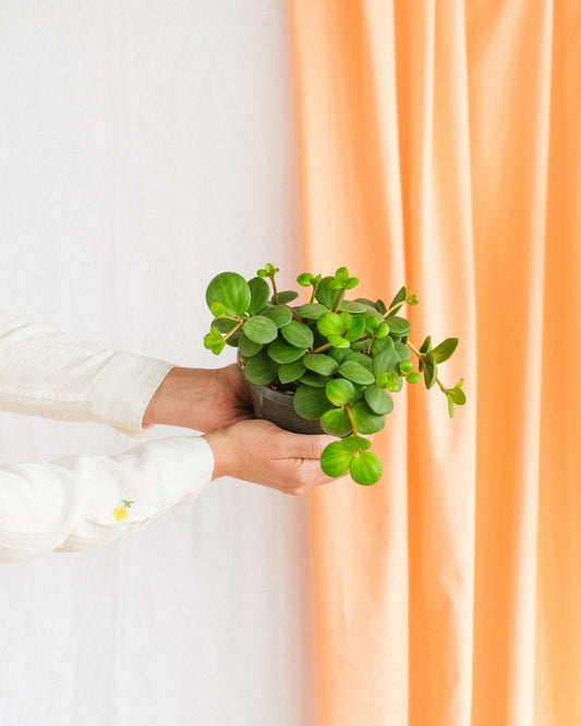  Peperomia Hope 15cm - Plante D'intérieur