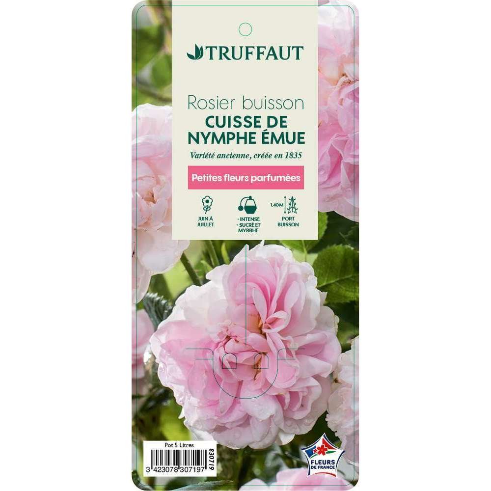  Rosier Buisson 'Cuisse De Nymphe Emue' : Pot De 5 Litres