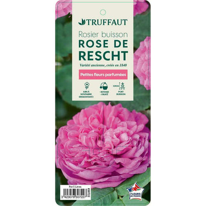  Rosier Buisson 'Rose De Rescht' : Pot De 5 Litres