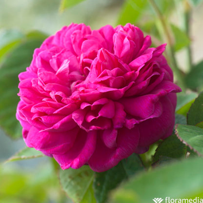  Rosier Buisson 'Rose De Rescht' : Pot De 5 Litres