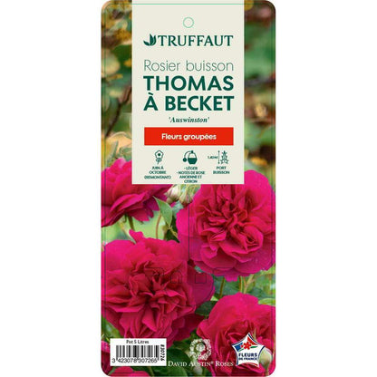  Rosier Anglais 'Thomas Becket®' (Auswinston) : Pot De 5 Litres