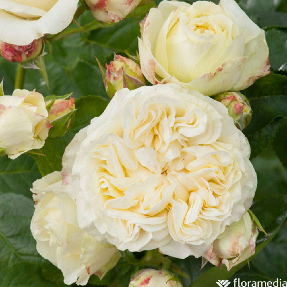  Rosier Buisson 'Winter Lodge®' (Lapwin) Label Rouge : Pot De 5 Litres