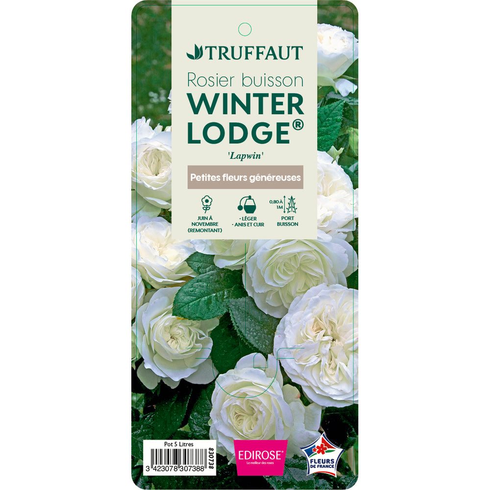  Rosier Buisson 'Winter Lodge®' (Lapwin) Label Rouge : Pot De 5 Litres