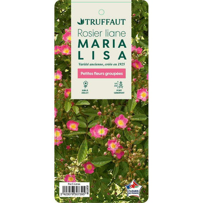  Rosier Grimpant Liane 'Maria Lisa' : Pot De 5 Litres