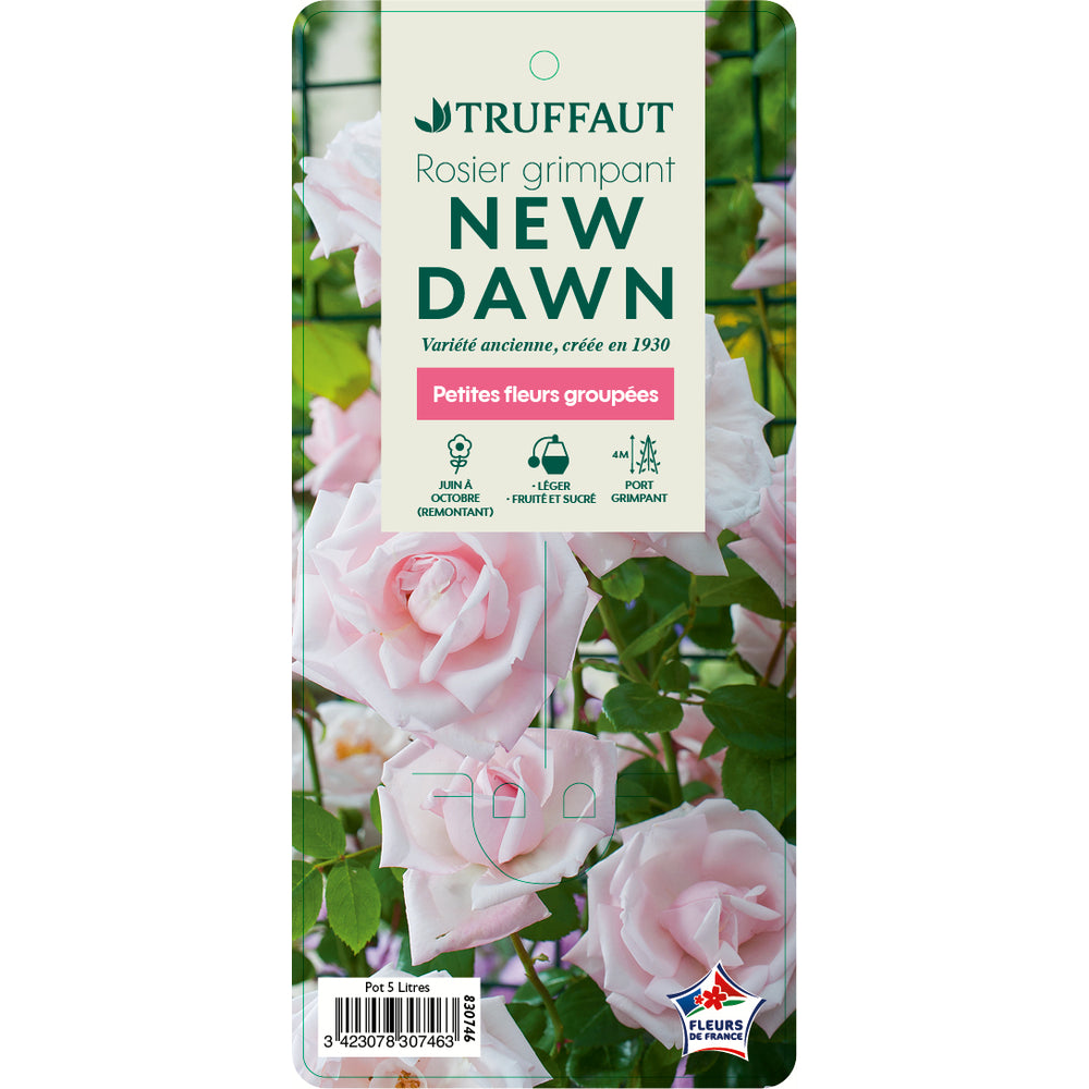  Rosier Grimpant 'New Dawn' : Pot 5L