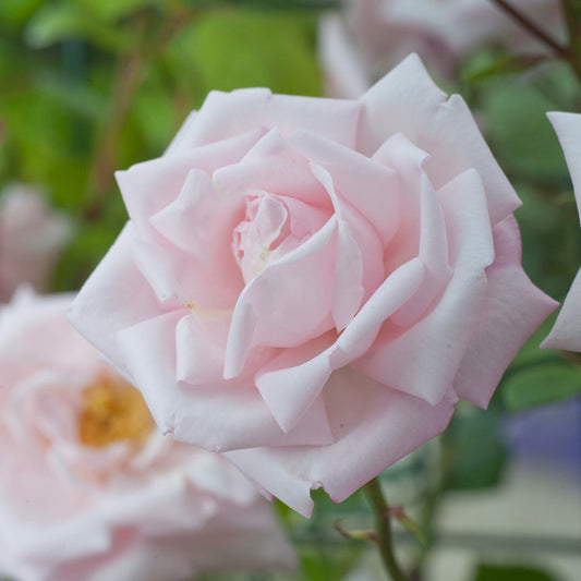  Rosier Grimpant 'New Dawn' : Pot 5L