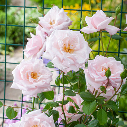  Rosier Grimpant 'New Dawn' : Pot 5L