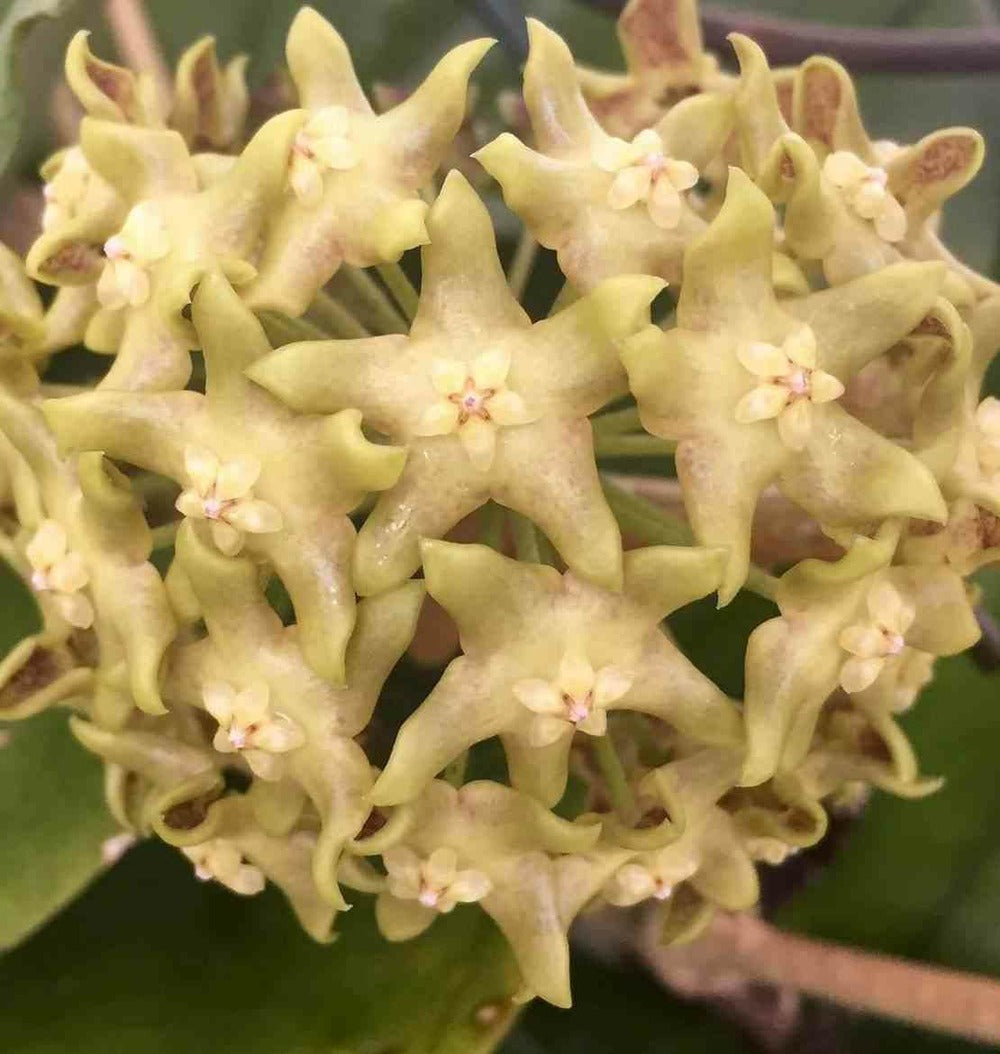  Hoya Lambii (fleur De Porcelaine, Fleur De Cire) Jaune - Taille Pot De 2 Litres - 20/40 Cm