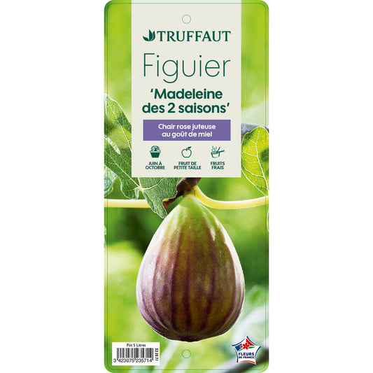  Figuier 'Madeleine Des 2 Saisons':pot 5L