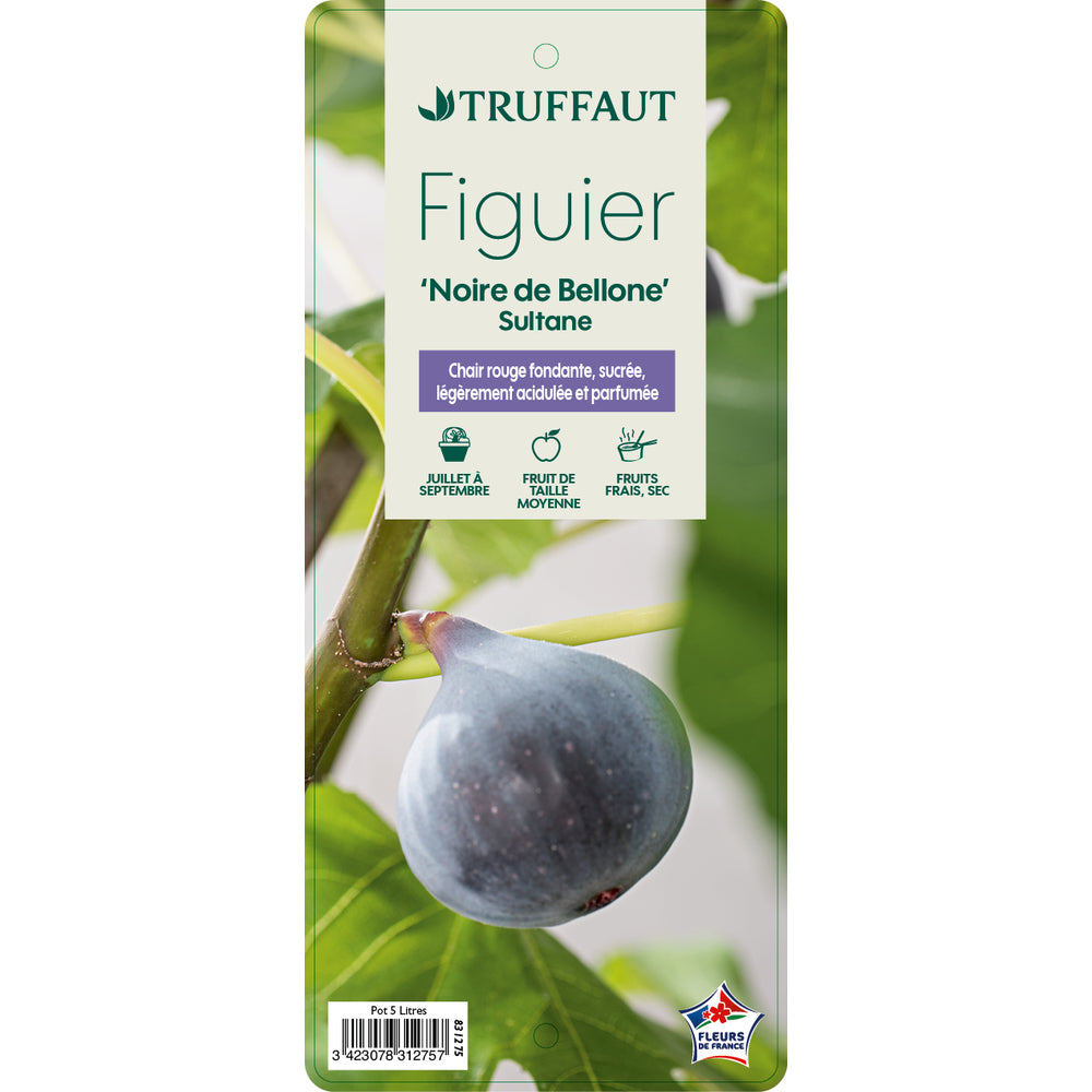  Figuier 'Noir De Bellone' (ou 'Sultane') : Pot 5L