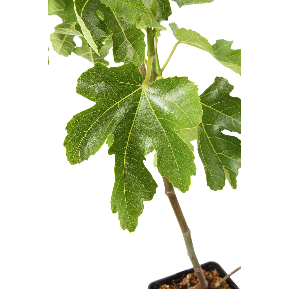  Figuier 'Noir De Bellone' (ou 'Sultane') : Pot 5L