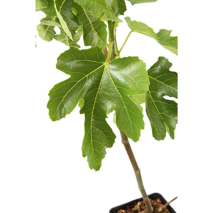  Figuier 'Noir De Bellone' (ou 'Sultane') : Pot 5L