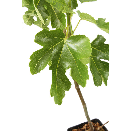  Figuier 'Noir De Bellone' (ou 'Sultane') : Pot 5L