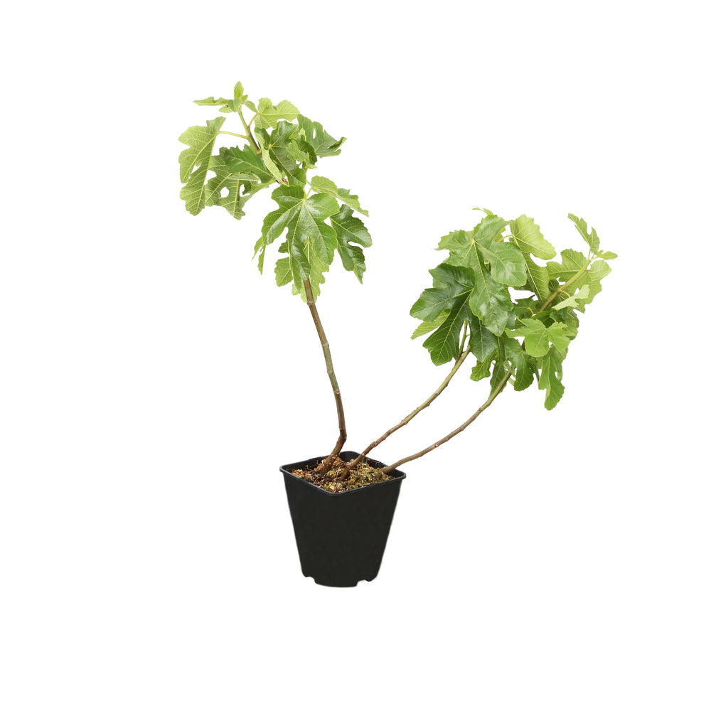  Figuier 'Noir De Bellone' (ou 'Sultane') : Pot 5L