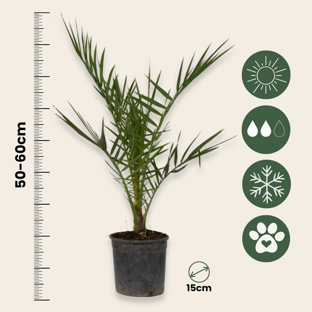  Palmier Dattier Des Canaries - Phoenix Canariensis - Hauteur 50-60cm - ⌀15cm