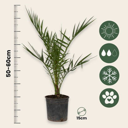 Palmier Dattier Des Canaries - Phoenix Canariensis - Hauteur 50-60cm - ⌀15cm