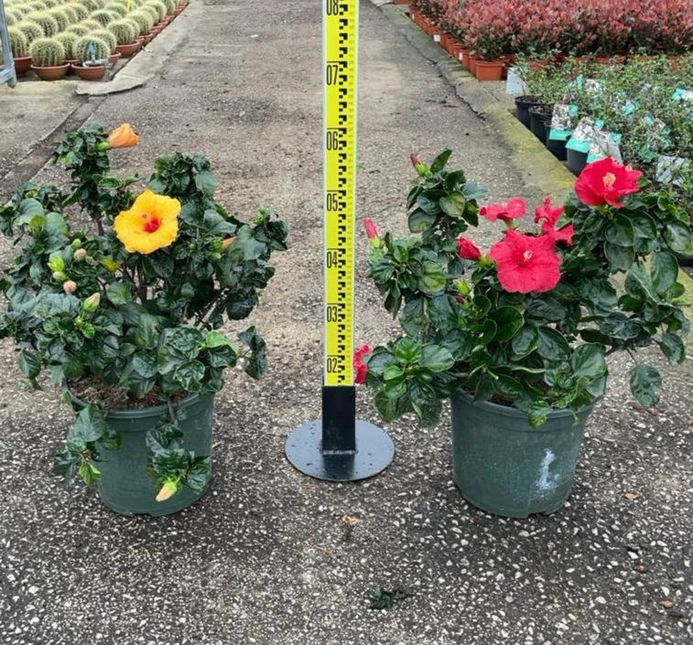  Hibiscus Rosa-sinensis (rose De Chine Ou Ketmie) Pot De 8 Litres ? 60/80 Cm