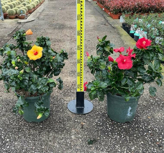  Hibiscus Rosa-sinensis (rose De Chine Ou Ketmie) Pot De 8 Litres ? 60/80 Cm