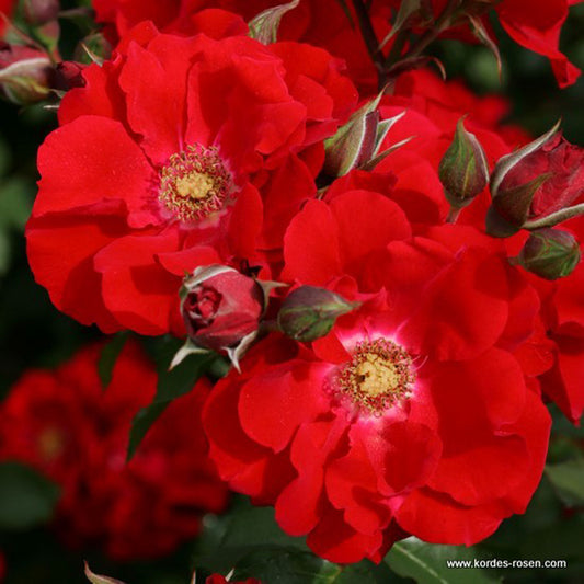  Kordes Eleganza® Rosier - Rosa 'roter Korsar'®