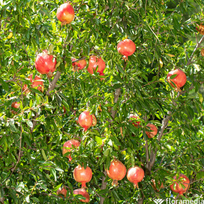  Grenadier (Punica Granatum) : Pot De 10L