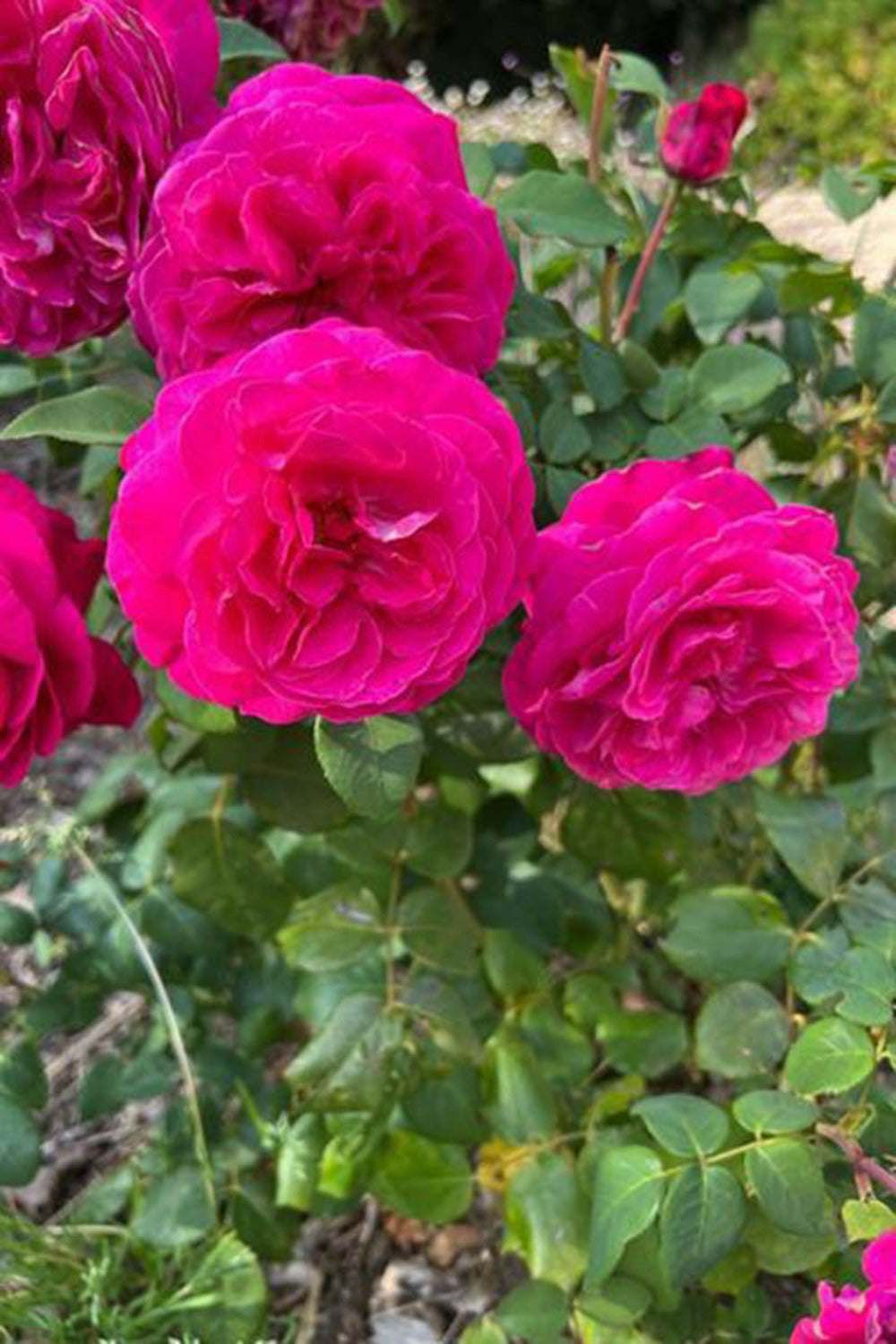  Rosier Kordès 'baronne Caroline' ? - En Pot De 4 Litres